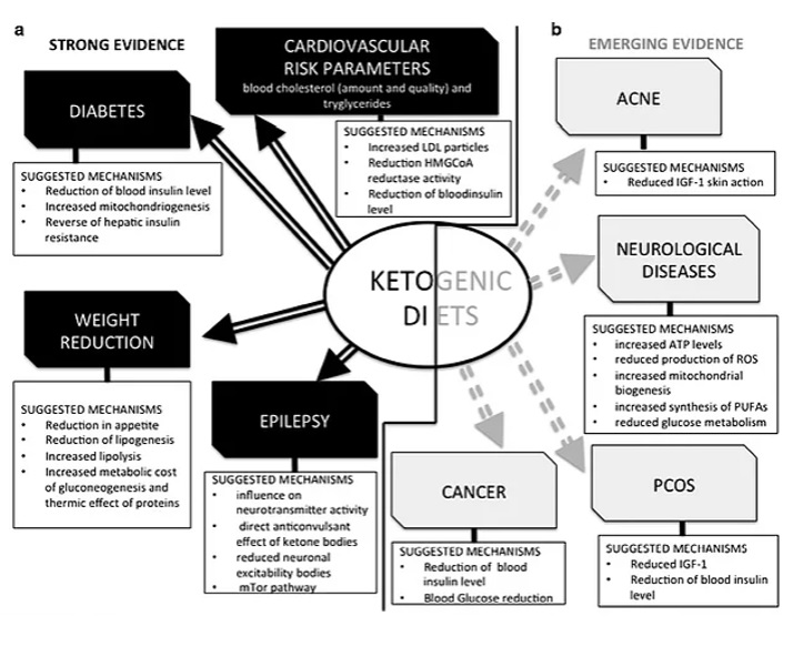 Fig.2Azione terapeutica della dieta chetogenica
