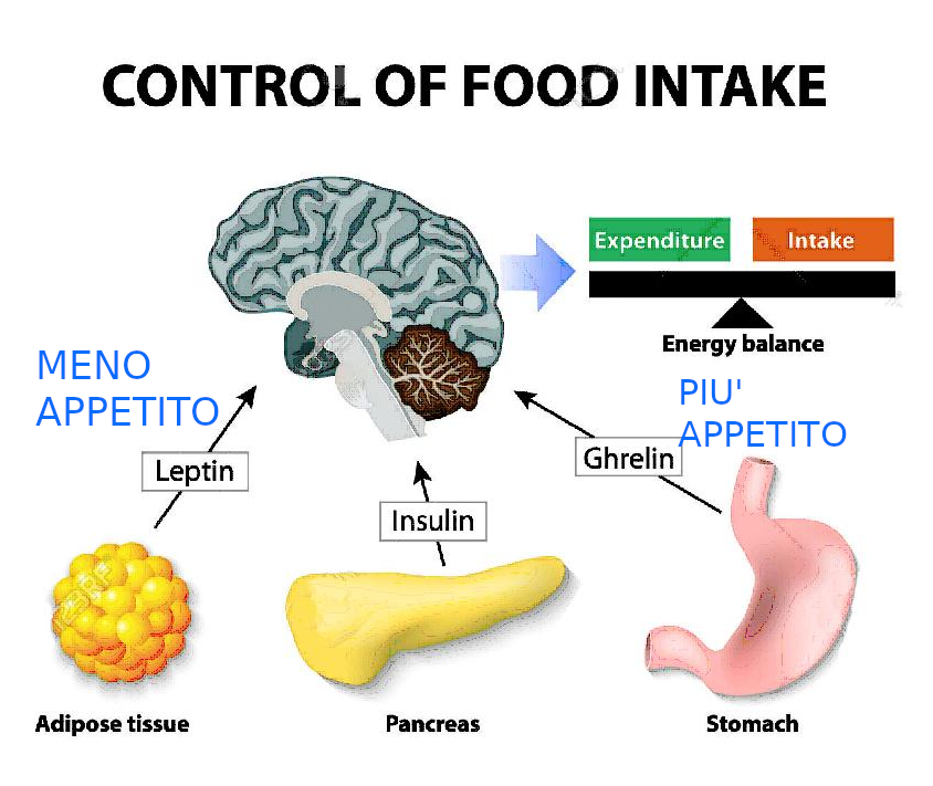 Immagine che contiene testo, frutto, schermata, Cervello

Il contenuto generato dall'IA potrebbe non essere corretto.