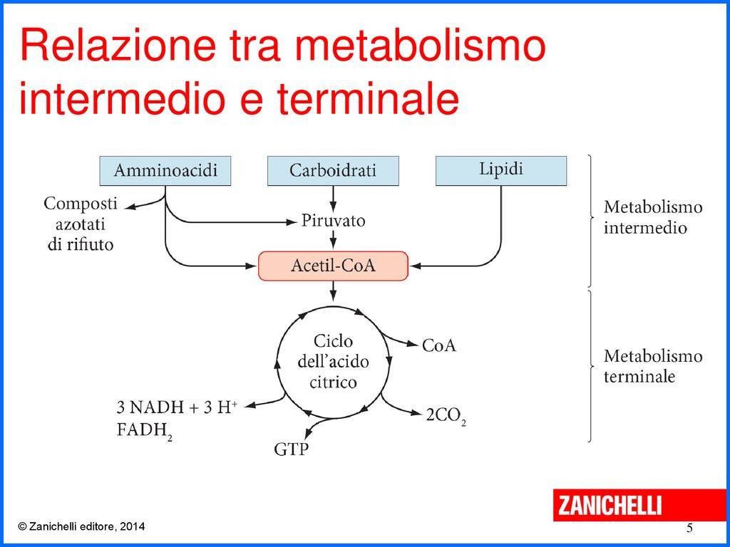 metabolismo
