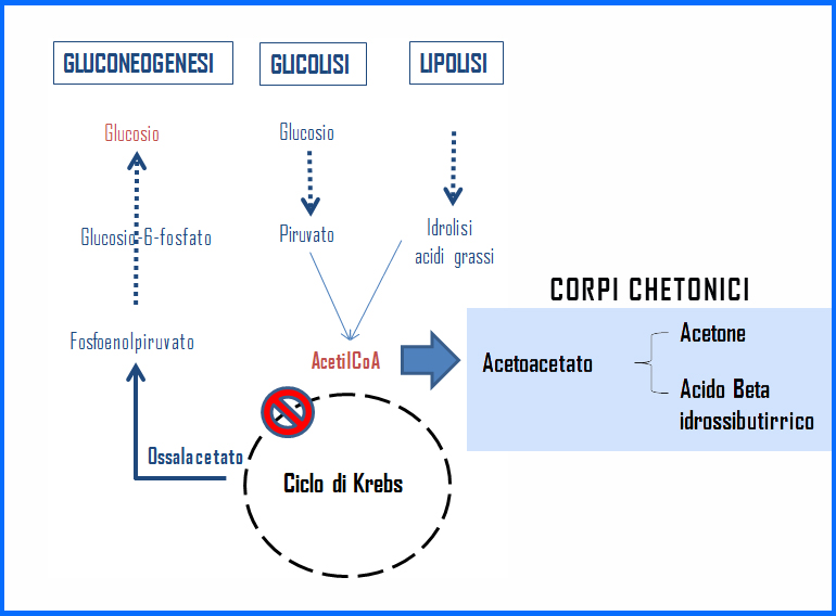 metabolismo dei corpi chetonici